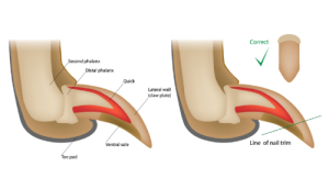 Infographic showing correct way to trim claws