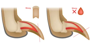 Infographic showing wrong way to clip claws