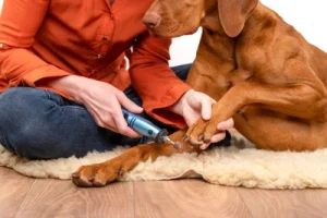 Claws being clipped