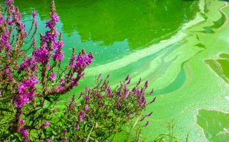 A pond that is very green with algae