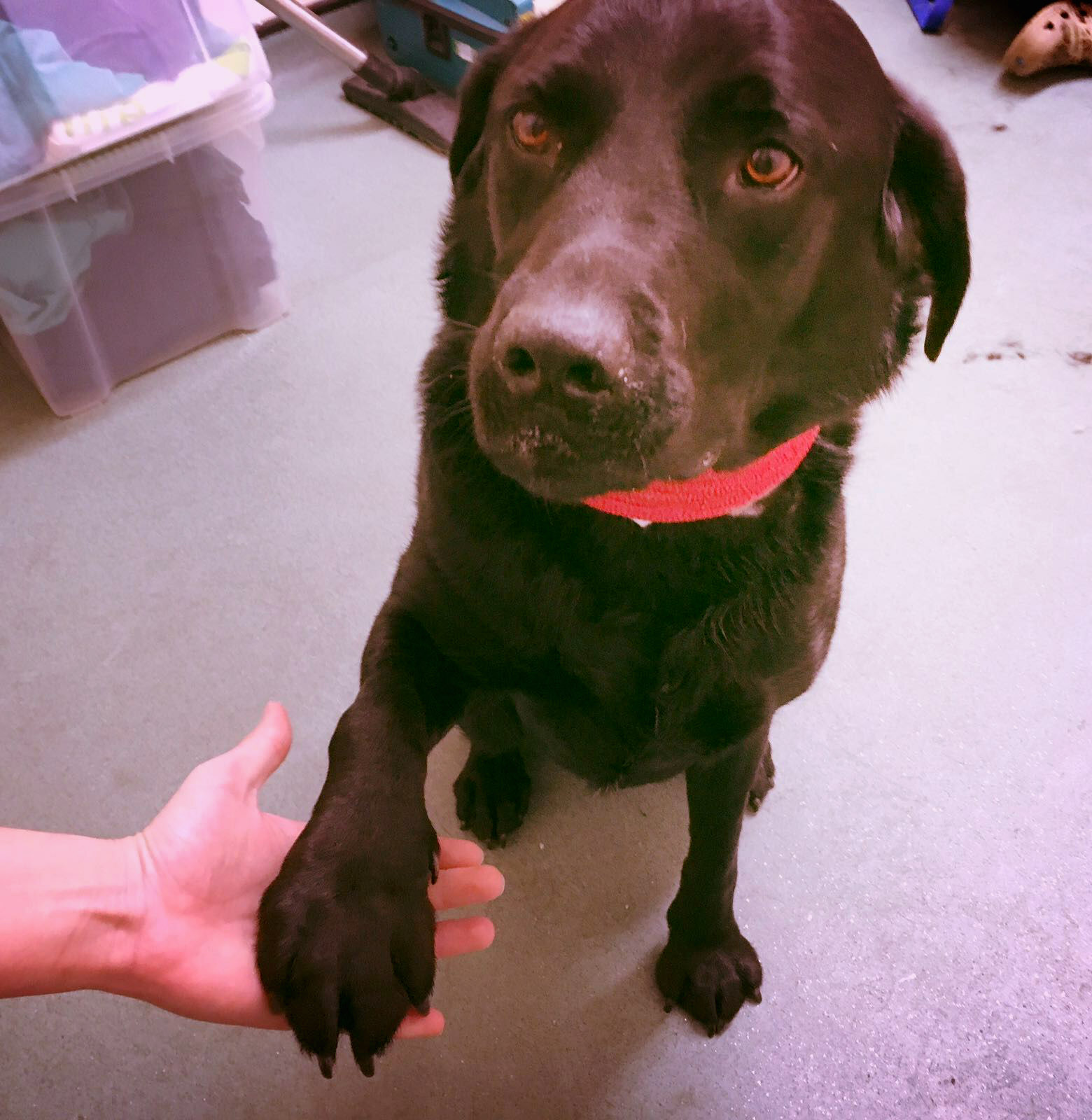 A hand holding a dog's paw