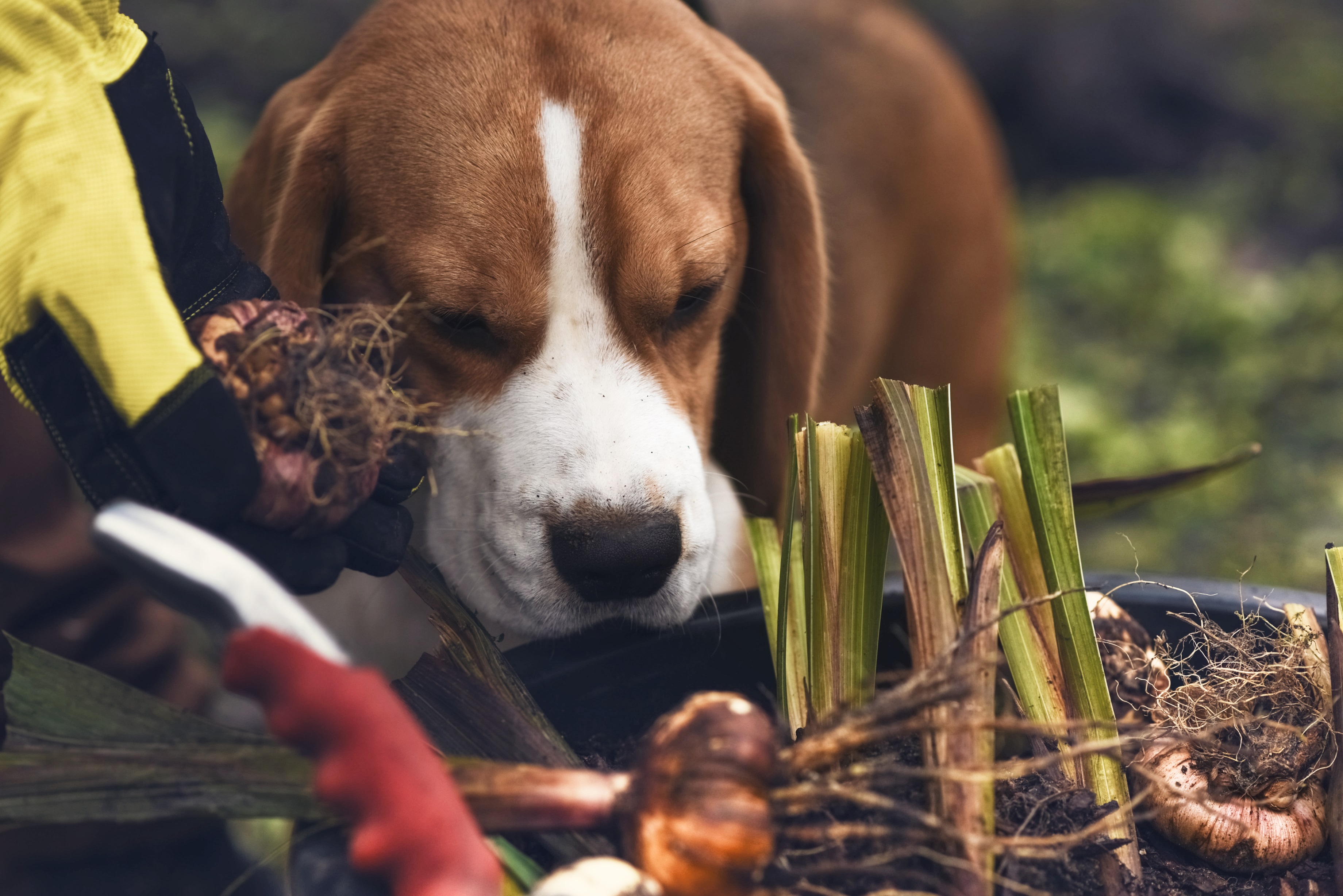 Spring warning dog