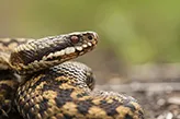 dog walkers urged to beware adders small