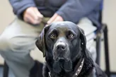 black dog sitting with owner