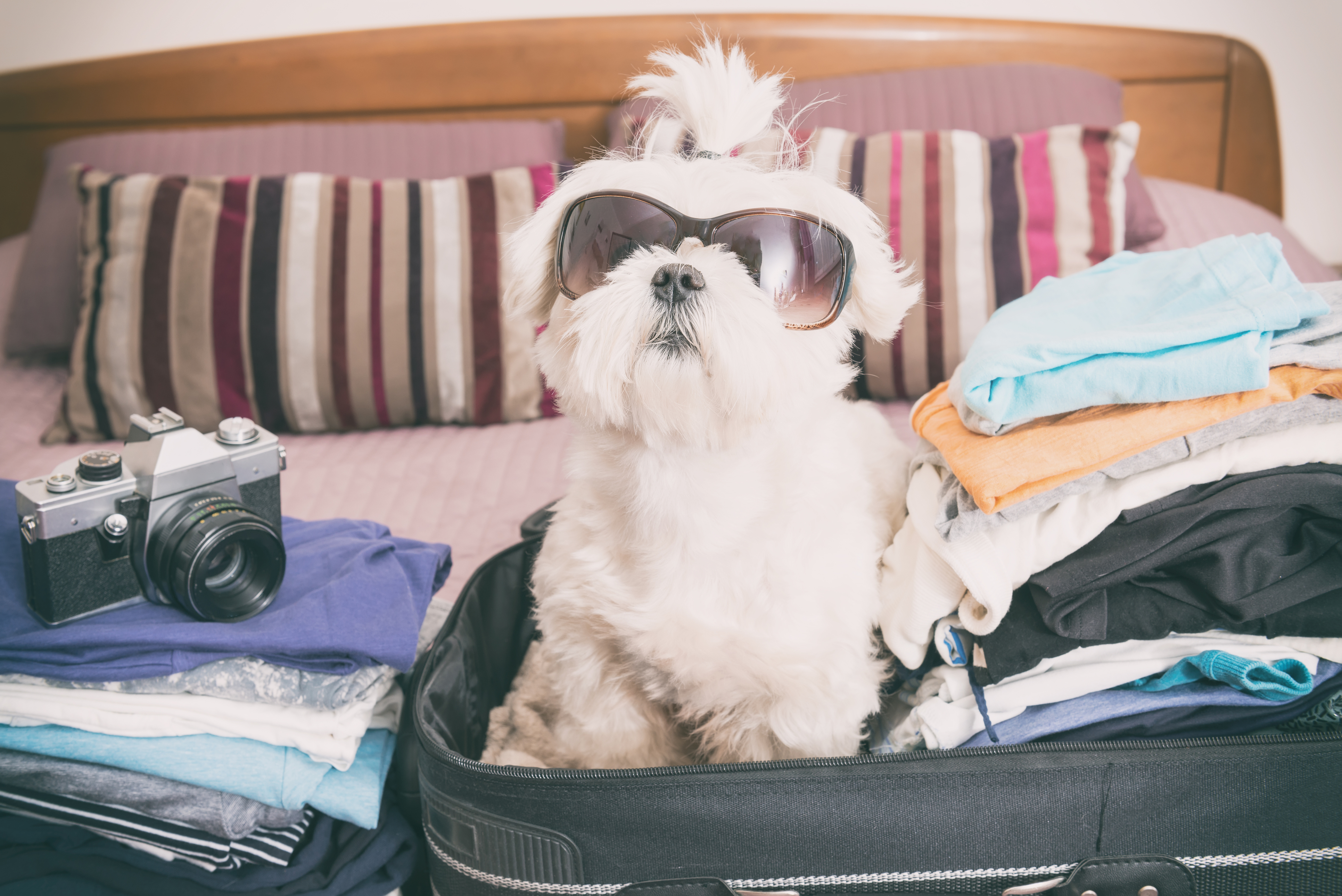 Small dog maltese sitting in the suitcase or bag wearing sunglasses and waiting for a trip