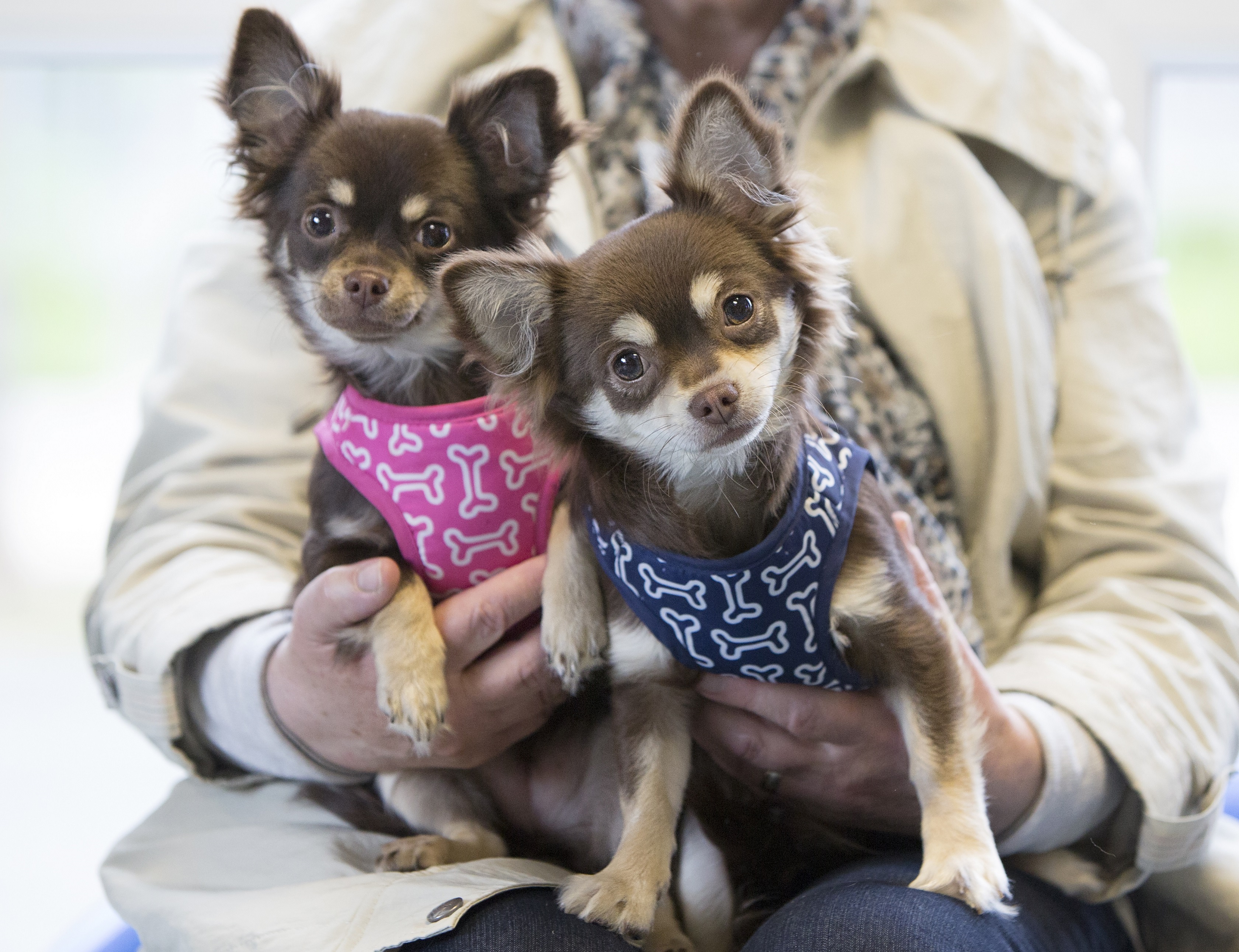 Two puppies sat oin a lap and looking at the camera
