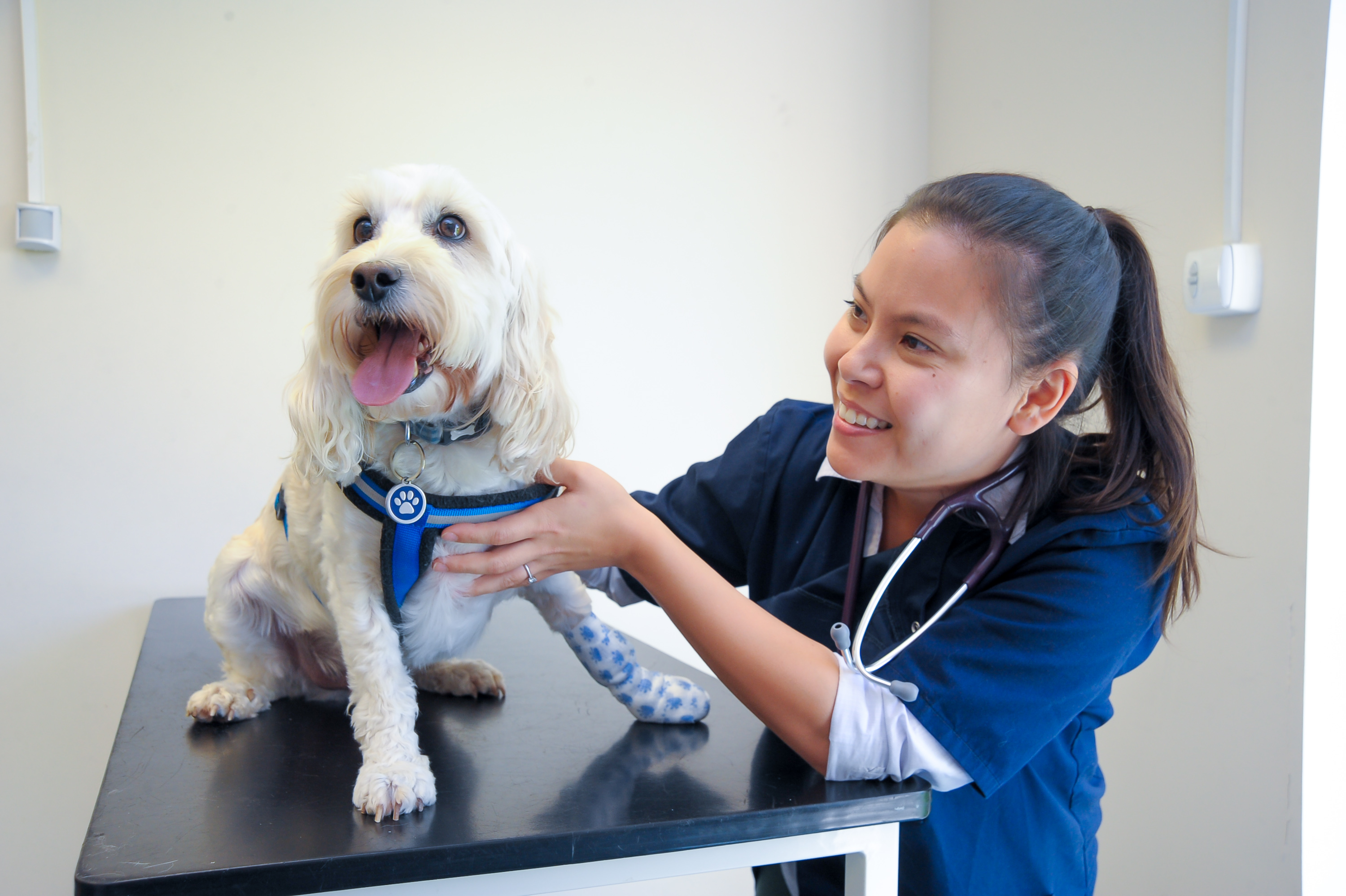 A nurse giving a dog a free dental check