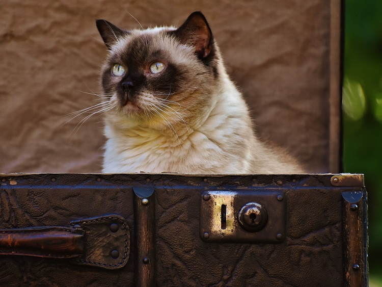 cherrydown vets cat