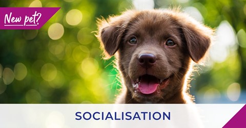 socialisation