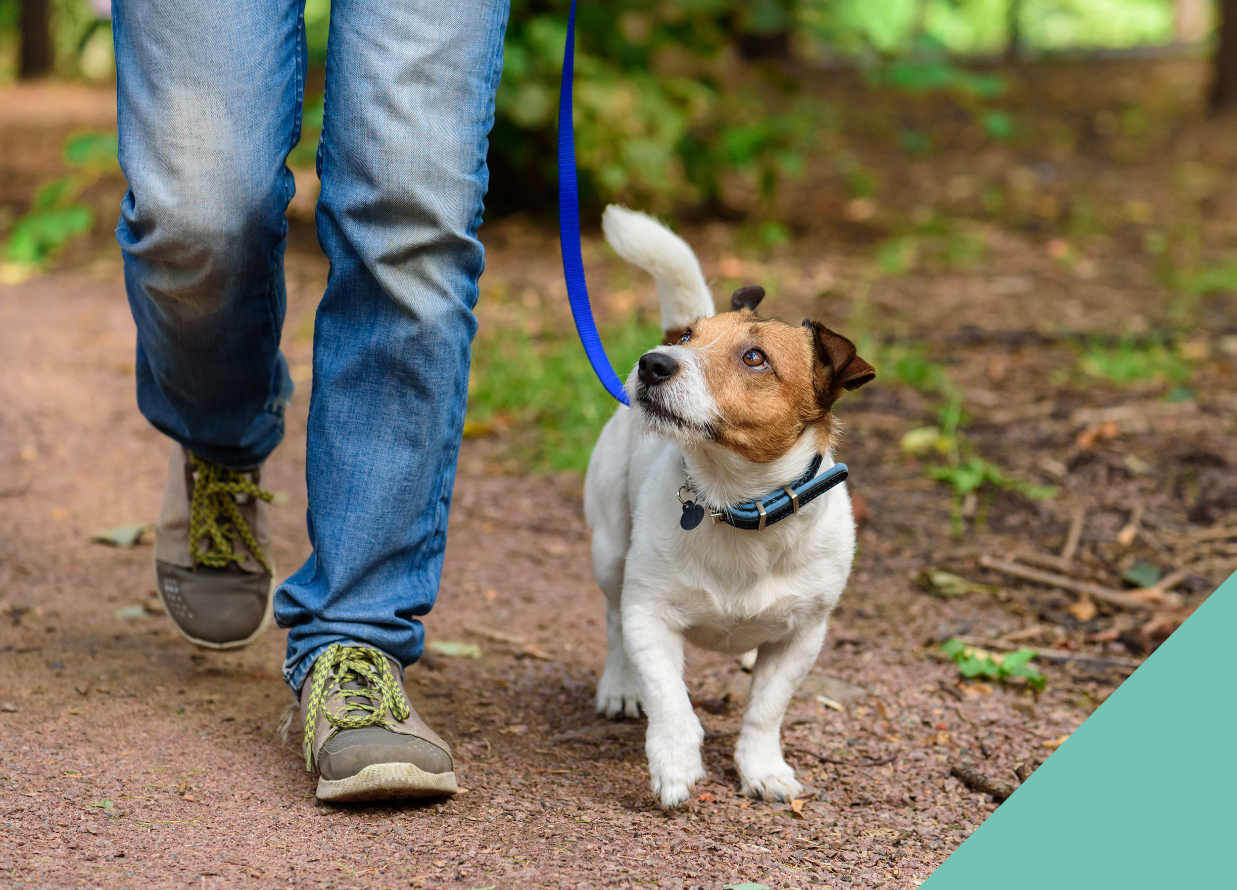 dog-walking