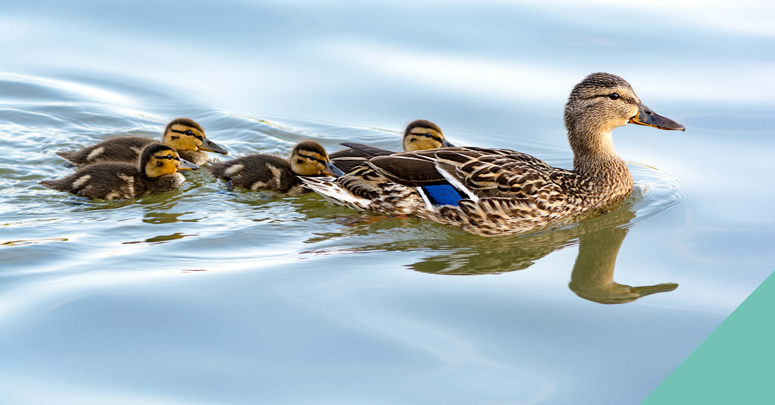 ducks