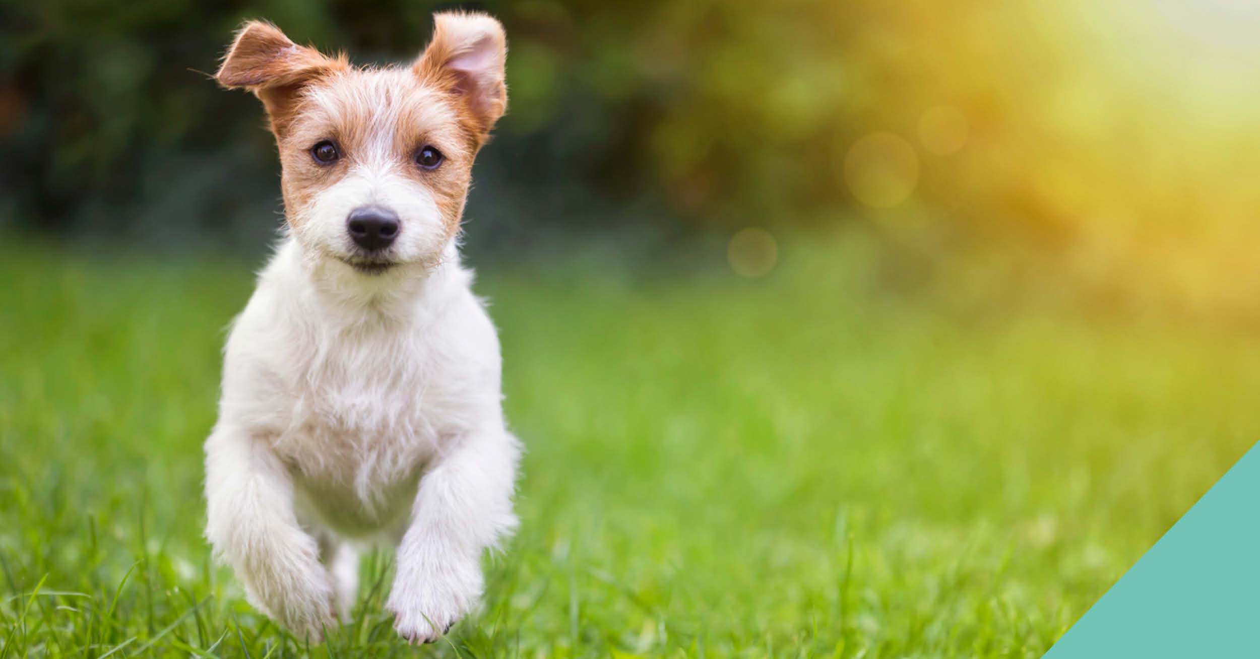 dog-facts