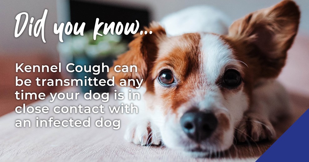 Kennel cough infographic