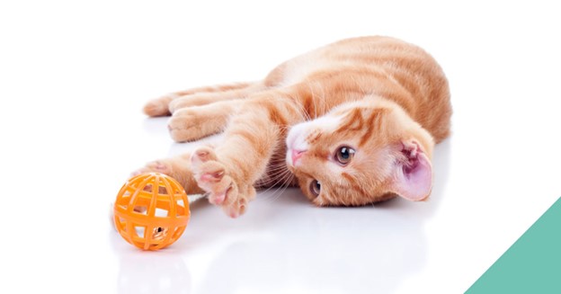 cat-toy