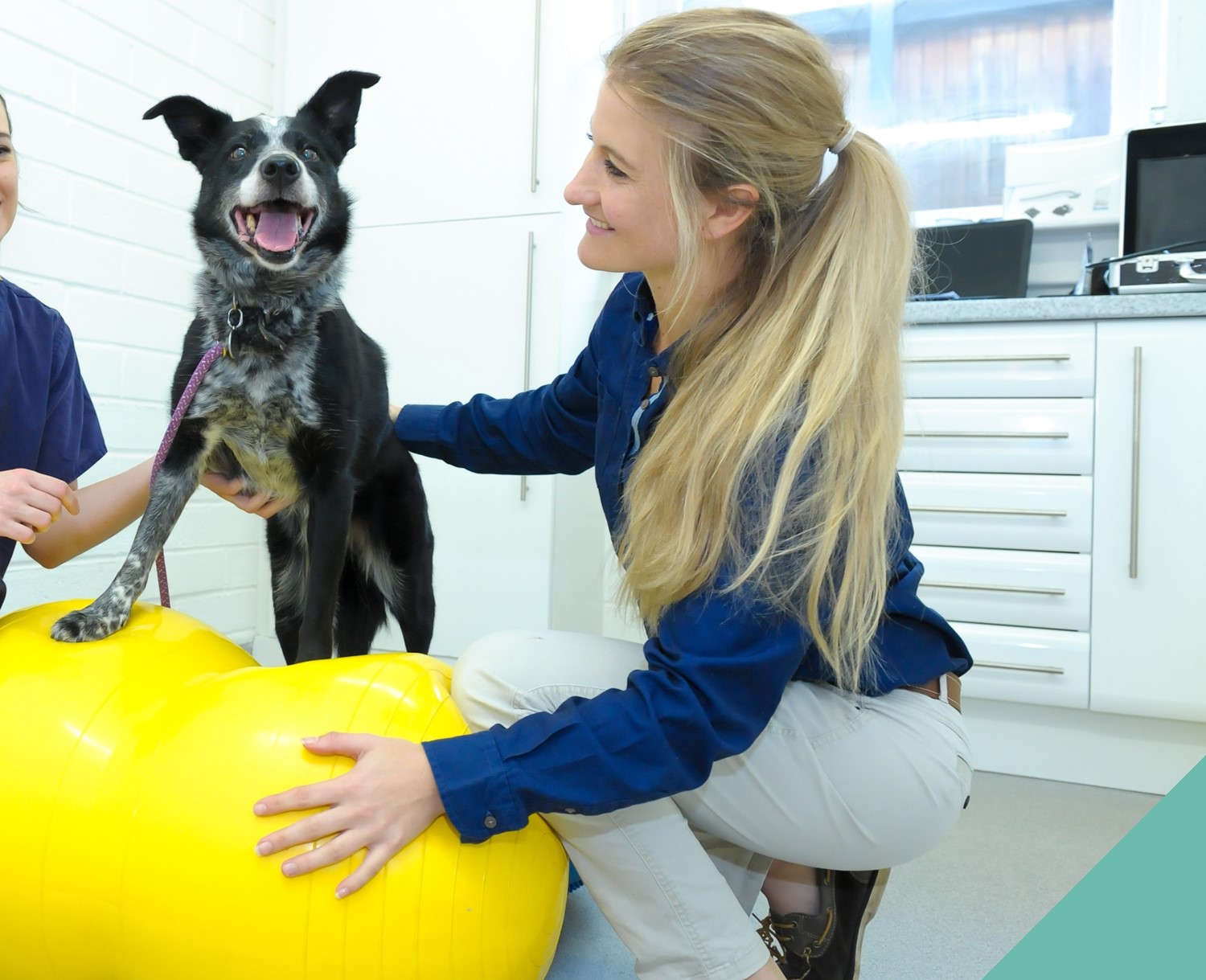 vet-with-dog