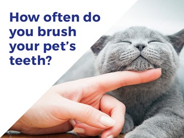 brushing