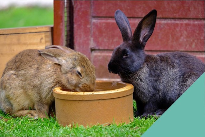 Rabbit-Happy