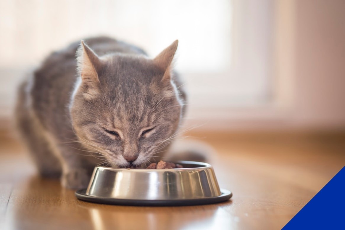 cat-food