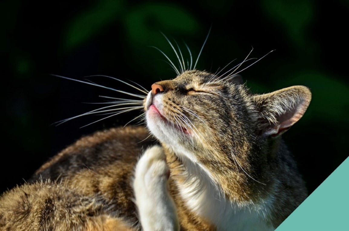 Cats-Fleas