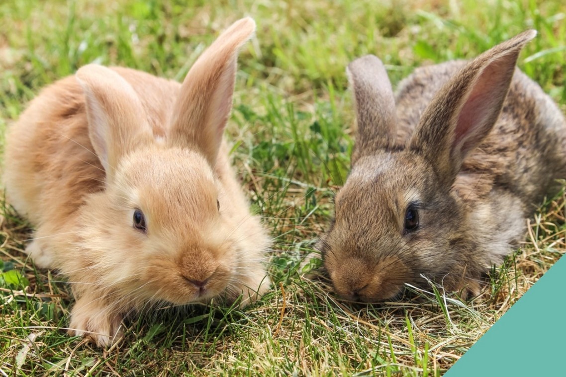 Two rabbits in a field