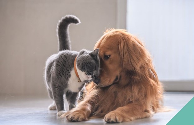 Cat and dog rubbing heads