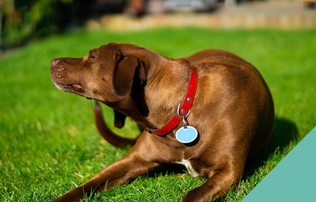 dog-scratching
