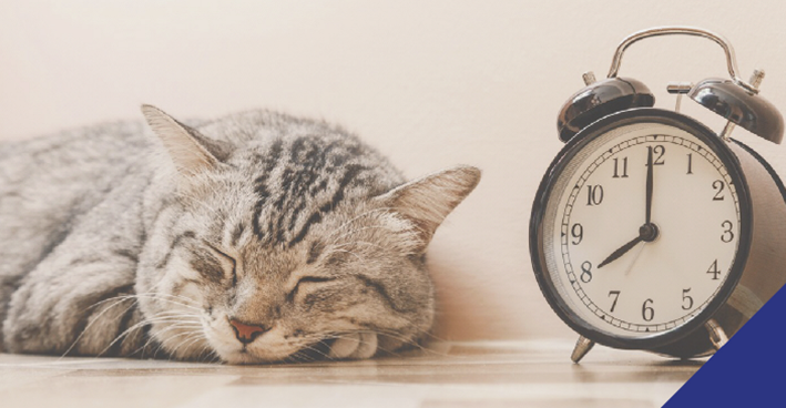 Cat sleeping next to clock