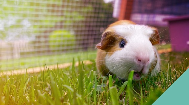 guinea-pig