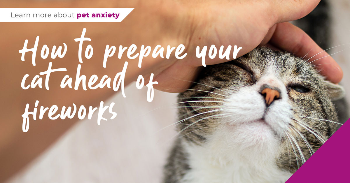 Prepare cat for fireworks infographic