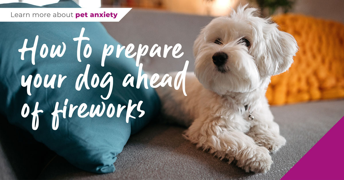Cute white dog looking at his owner, sitting on a mattress with a blue cushion.