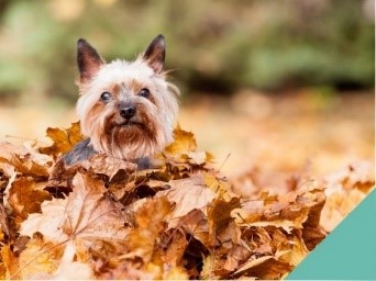 A small dog playing in autumn leaves