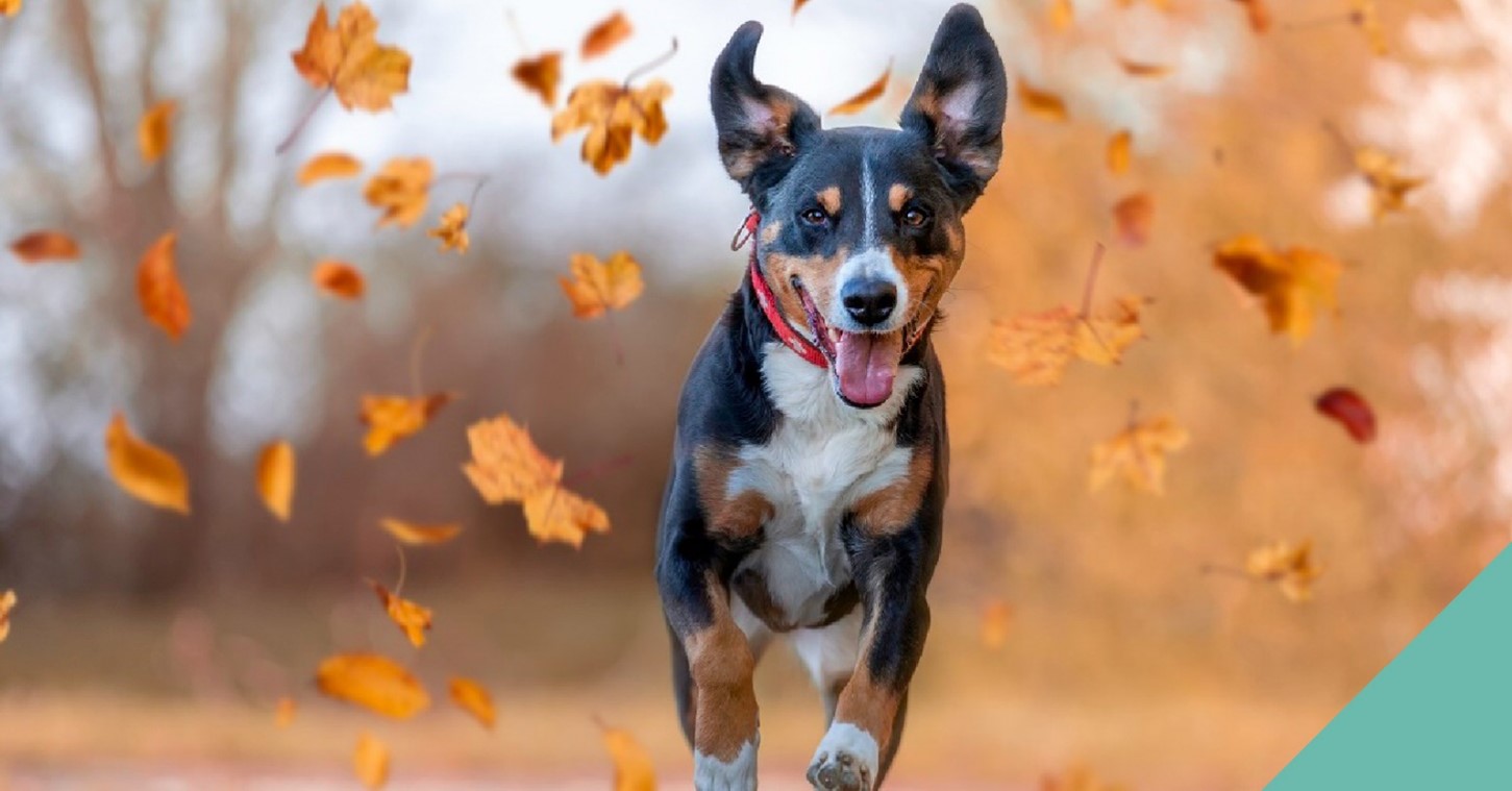 Dog running through autumn leaves