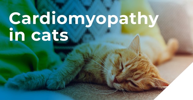 Cardiomyopathy in cats infographic