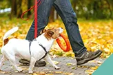 walking dog safely