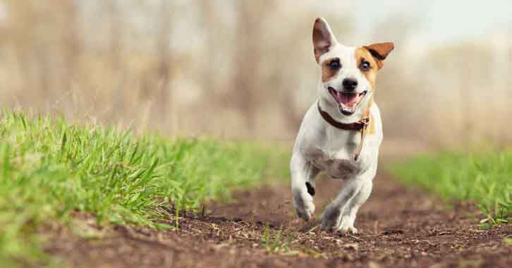 Dog running along a path