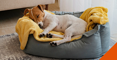 Dog lying in bed with blanket