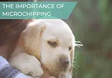 Microchipping