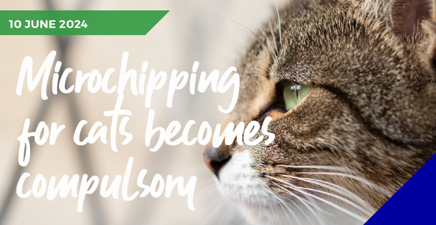 Cat microchipping infographic