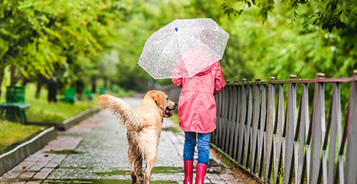 walking-dog-in-the-rain-cherrydown-vets