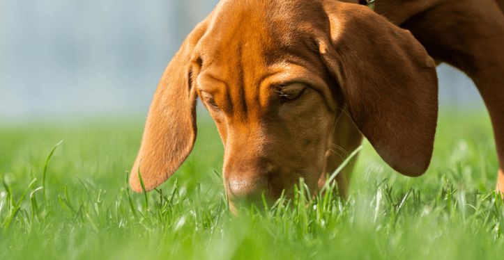 Dog sniffing in the grass