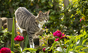Cat looking at flowers