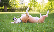 Dog lying on its back in a field