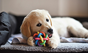Golden retriever dog puppy playing with toy