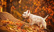 Dog walking in autumn.