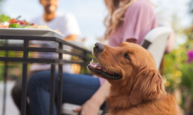 Dog looking up at picnic table