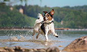Dog running in shallow water