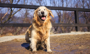 Dirty dog sitting in mud