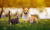 Dog and cat standing on sunny field