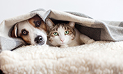 Dog and cat together