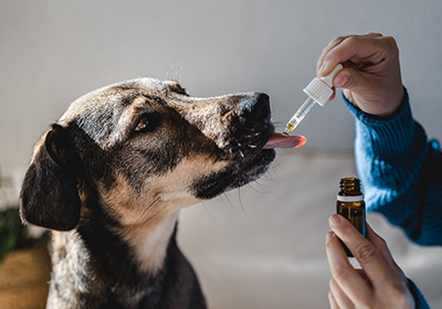 Dog being fed medicine with a pipette